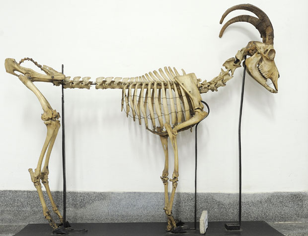 Београдске приче: Циркуски кит и коњи  солунци